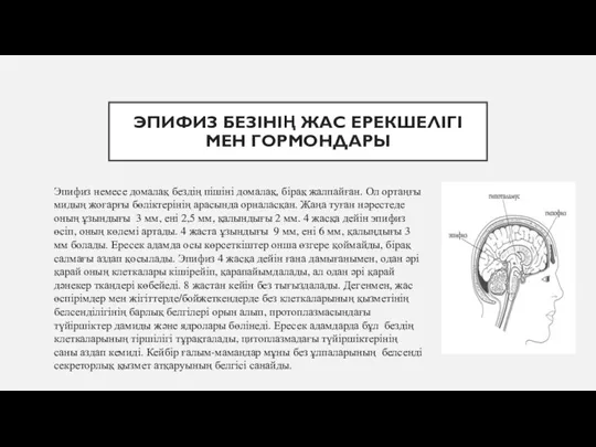 ЭПИФИЗ БЕЗІНІҢ ЖАС ЕРЕКШЕЛІГІ МЕН ГОРМОНДАРЫ Эпифиз немесе домалақ бездің пішіні домалақ,