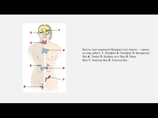 Басты ішкі секреция бездері (сол жақта — еркек, оң жақ әйел): 1.