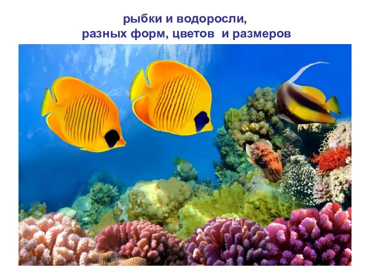 рыбки и водоросли, разных форм, цветов и размеров