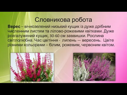 Словникова робота Верес – вічнозелений низький кущик із дуже дрібним численним листям