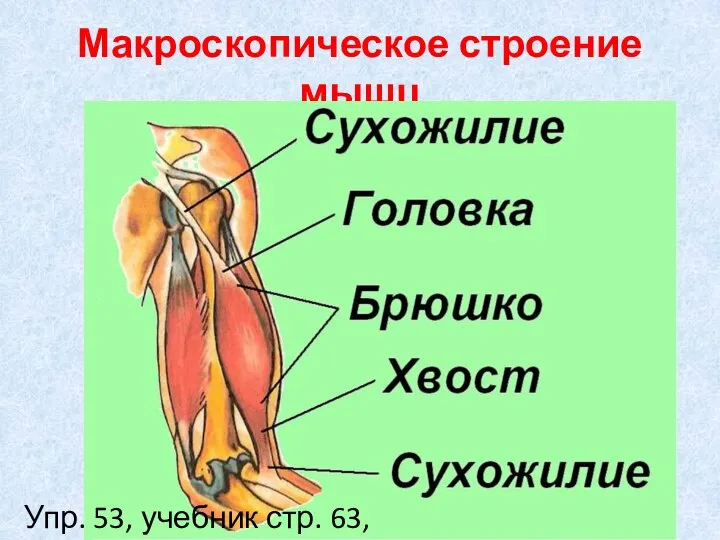 Макроскопическое строение мышц Упр. 53, учебник стр. 63, 3абз.