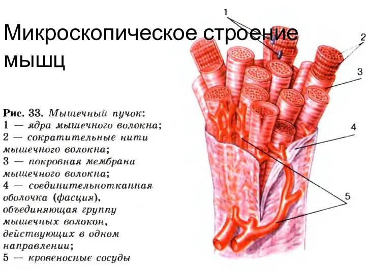 Микроскопическое строение мышц