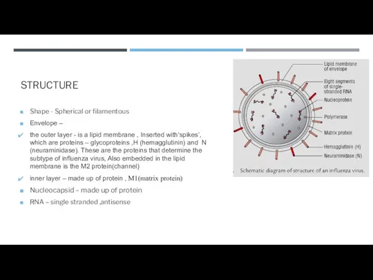 STRUCTURE Shape - Spherical or filamentous Envelope – the outer layer -