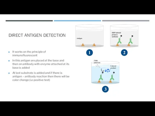 DIRECT ANTIGEN DETECTION It works on the principle of immunofluorescent In this