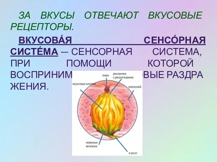 ЗА ВКУСЫ ОТВЕЧАЮТ ВКУСОВЫЕ РЕЦЕПТОРЫ. ВКУСОВА́Я СЕНСО́РНАЯ СИСТЕ́МА — СЕНСОРНАЯ СИСТЕМА, ПРИ