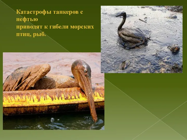 Катастрофы танкеров с нефтью приводят к гибели морских птиц, рыб.