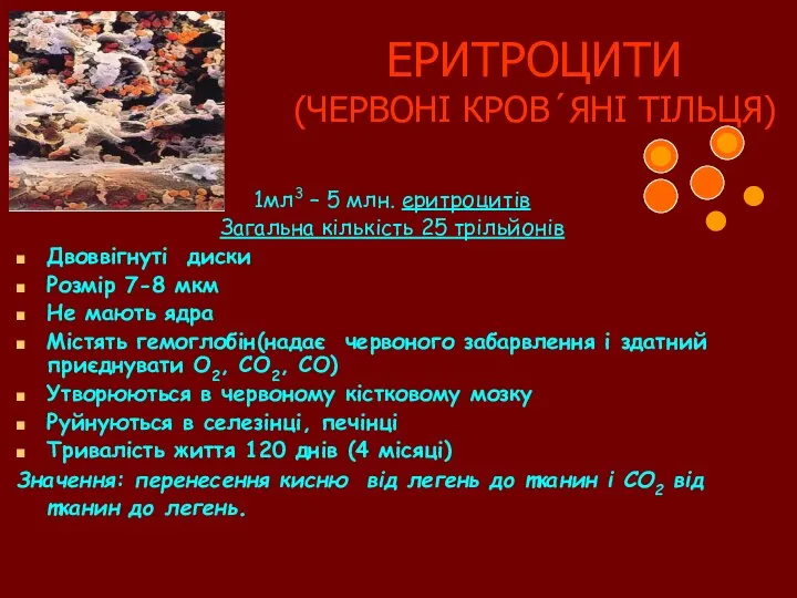 ЕРИТРОЦИТИ (ЧЕРВОНІ КРОВ´ЯНІ ТІЛЬЦЯ) 1мл3 – 5 млн. еритроцитів Загальна кількість 25