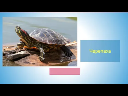 Черепаха