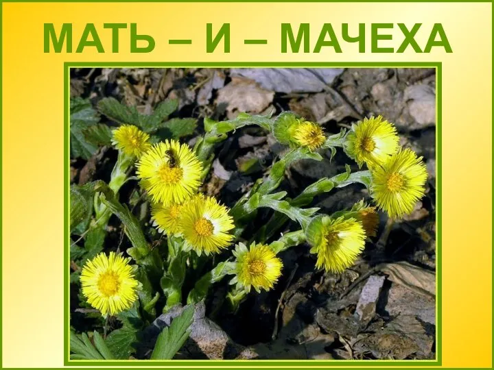 МАТЬ – И – МАЧЕХА