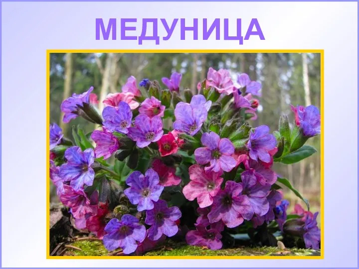 МЕДУНИЦА