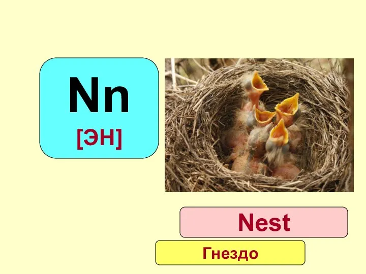 Nn [ЭН] Nest Гнездо