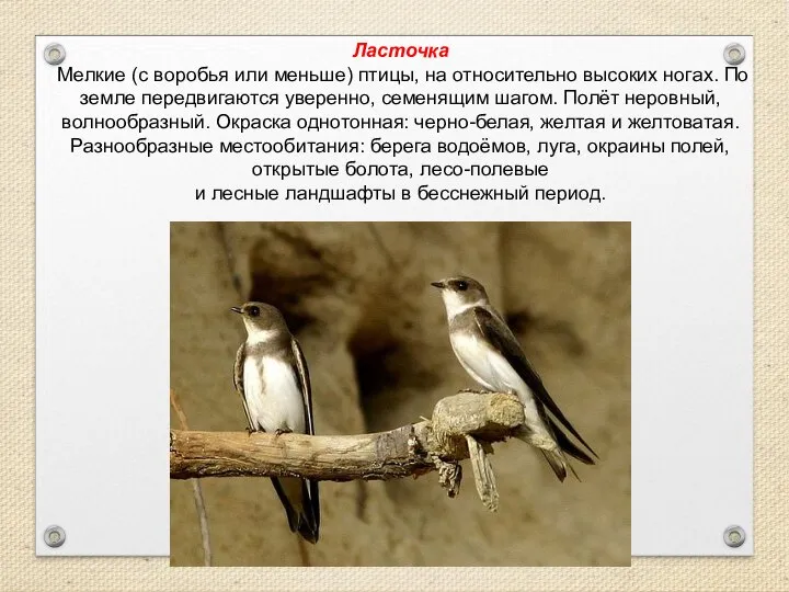 Ласточка Мелкие (с воробья или меньше) птицы, на относительно высоких ногах. По