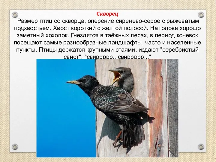 Скворец Размер птиц со скворца, оперение сиренево-серое с рыжеватым подхвостьем. Хвост короткий