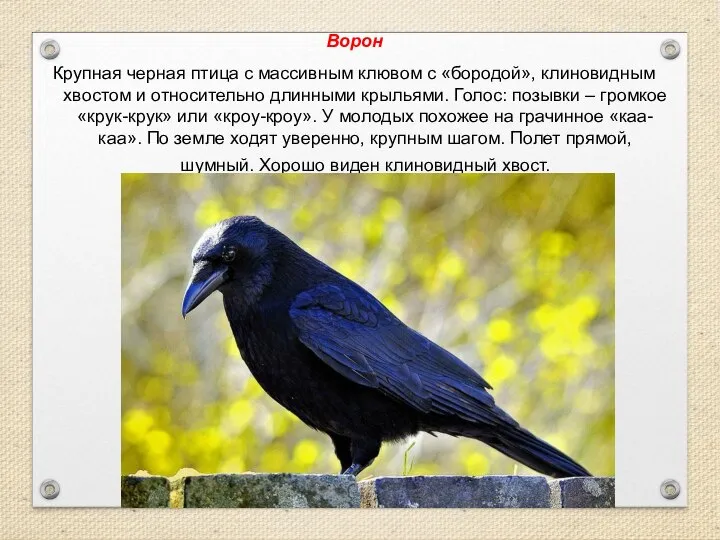 Ворон Крупная черная птица с массивным клювом с «бородой», клиновидным хвостом и