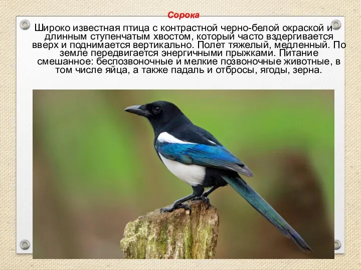 Сорока Широко известная птица с контрастной черно-белой окраской и длинным ступенчатым хвостом,