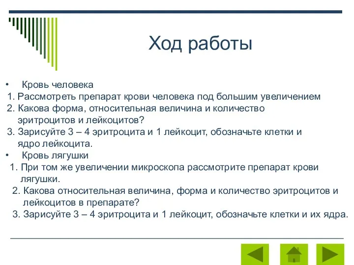 Ход работы Кровь человека 1. Рассмотреть препарат крови человека под большим увеличением