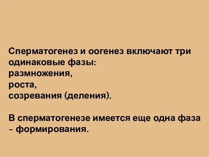 Сперматогенез и оогенез включают три одинаковые фазы: размножения, роста, созревания (деления). В