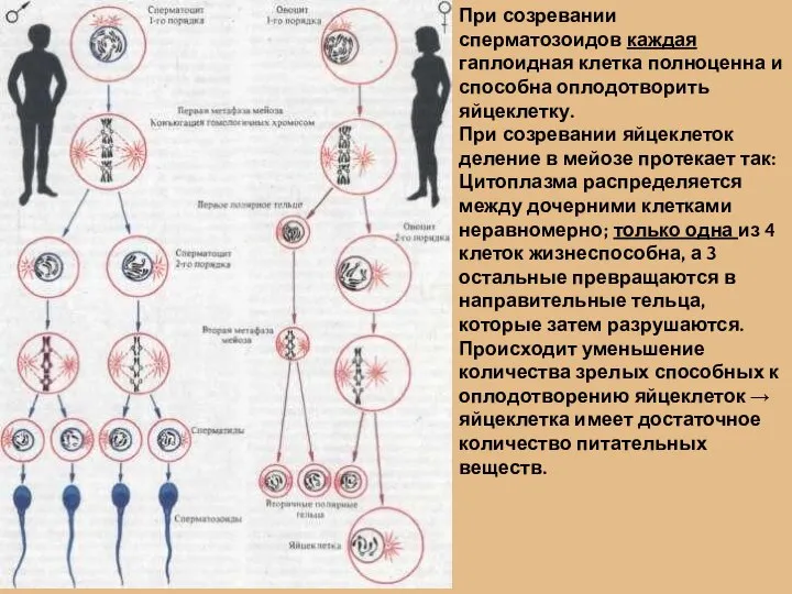 При созревании сперматозоидов каждая гаплоидная клетка полноценна и способна оплодотворить яйцеклетку. При