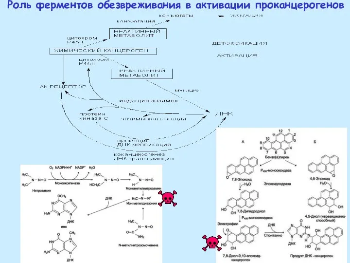 Роль ферментов обезвреживания в активации проканцерогенов