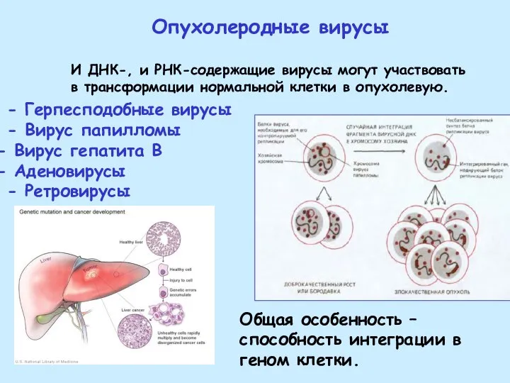 Опухолеродные вирусы И ДНК-, и РНК-содержащие вирусы могут участвовать в трансформации нормальной