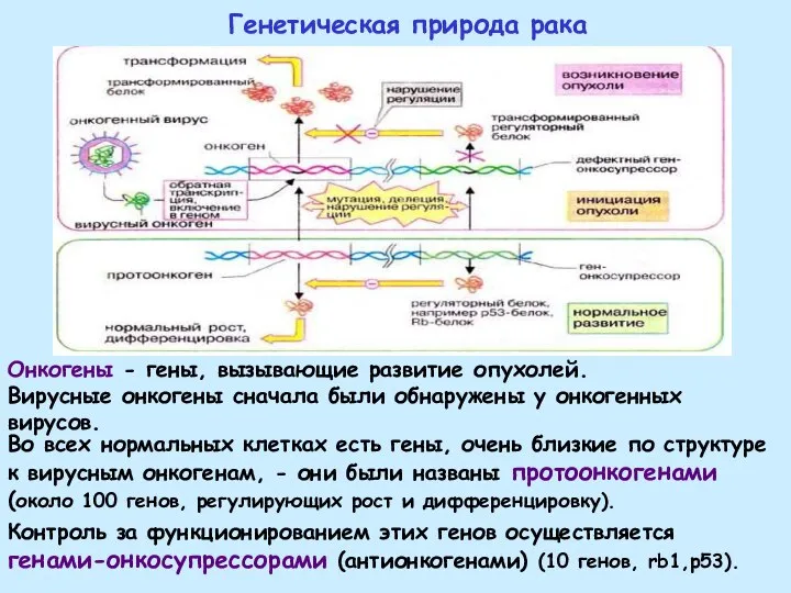 Генетическая природа рака Контроль за функционированием этих генов осуществляется генами-онкосупрессорами (антионкогенами) (10