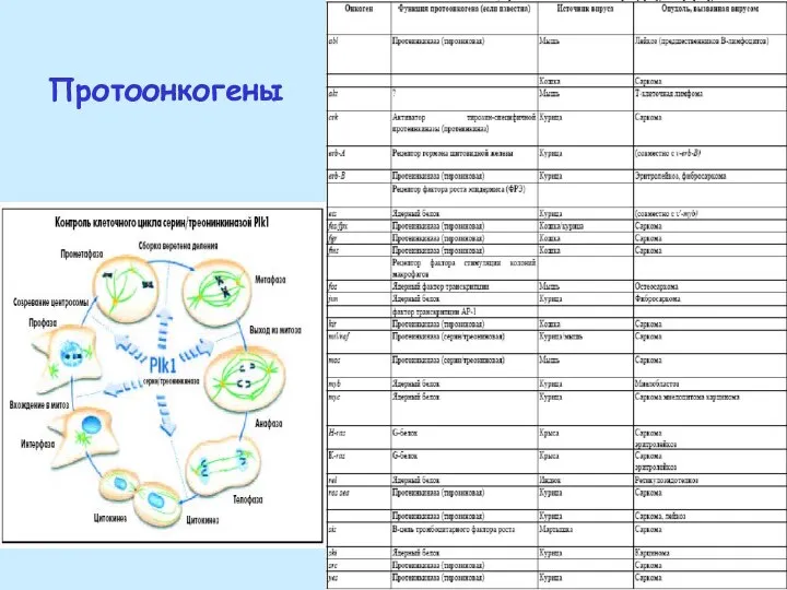 Протоонкогены