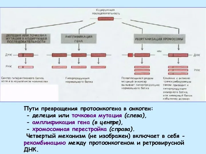 Пути превращения протоонкогена в онкоген: - делеция или точковая мутация (слева), -