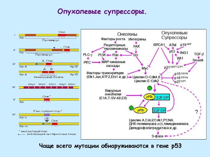 Опухолевые супрессоры. Чаще всего мутации обнаруживаются в гене р53
