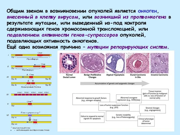 Общим звеном в возникновении опухолей является онкоген, внесенный в клетку вирусом, или