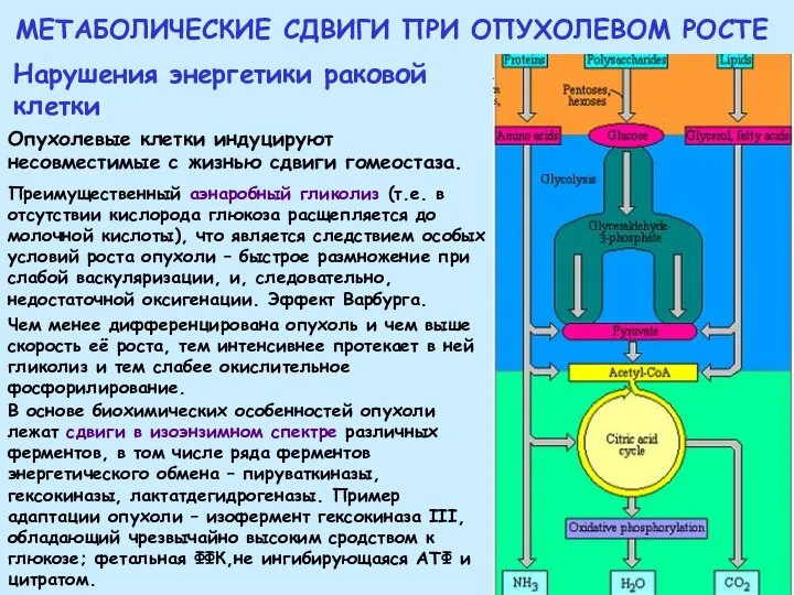 МЕТАБОЛИЧЕСКИЕ СДВИГИ ПРИ ОПУХОЛЕВОМ РОСТЕ Нарушения энергетики раковой клетки Преимущественный аэнаробный гликолиз