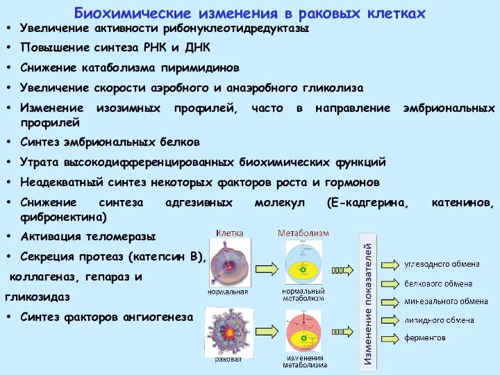 Биохимические изменения в раковых клетках Увеличение активности рибонуклеотидредуктазы Повышение синтеза РНК и