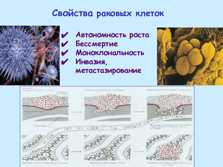 Автономность роста Бессмертие Моноклональность Инвазия, метастазирование Свойства раковых клеток