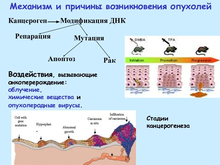 Механизм и причины возникновения опухолей Воздействия, вызывающие онкоперерождение: облучение, химические вещества и опухолеродные вирусы. Стадии канцерогенеза