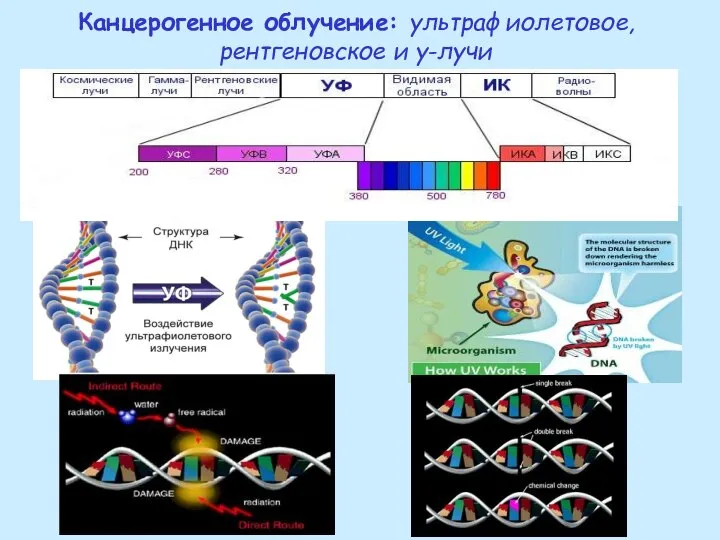 Канцерогенное облучение: ультрафиолетовое, рентгеновское и γ-лучи