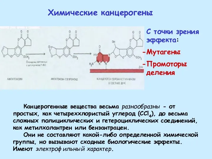 С точки зрения эффекта: Мутагены Промоторы деления Канцерогенные вещества весьма разнообразны -