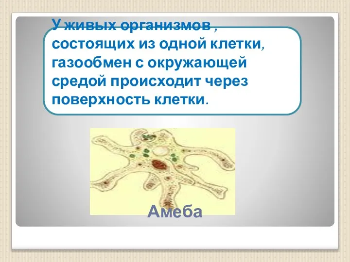 У живых организмов , состоящих из одной клетки, газообмен с окружающей средой