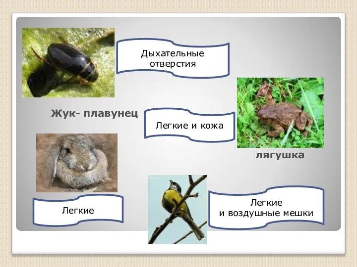 Жук- плавунец Дыхательные отверстия лягушка Легкие и кожа Легкие Легкие и воздушные мешки