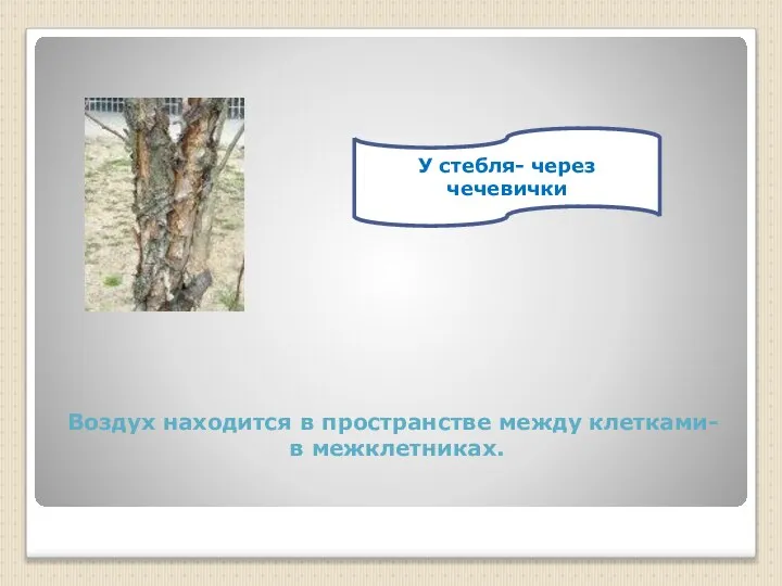 Воздух находится в пространстве между клетками- в межклетниках. У стебля- через чечевички