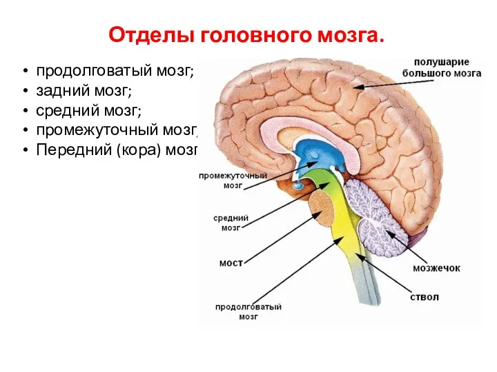 Отделы головного мозга. продолговатый мозг; задний мозг; средний мозг; промежуточный мозг; Передний (кора) мозг.