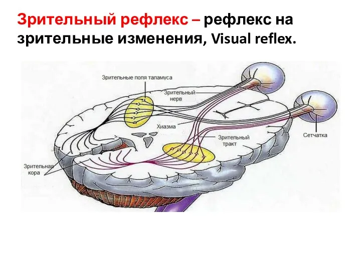Зрительный рефлекс – рефлекс на зрительные изменения, Visual reflex.