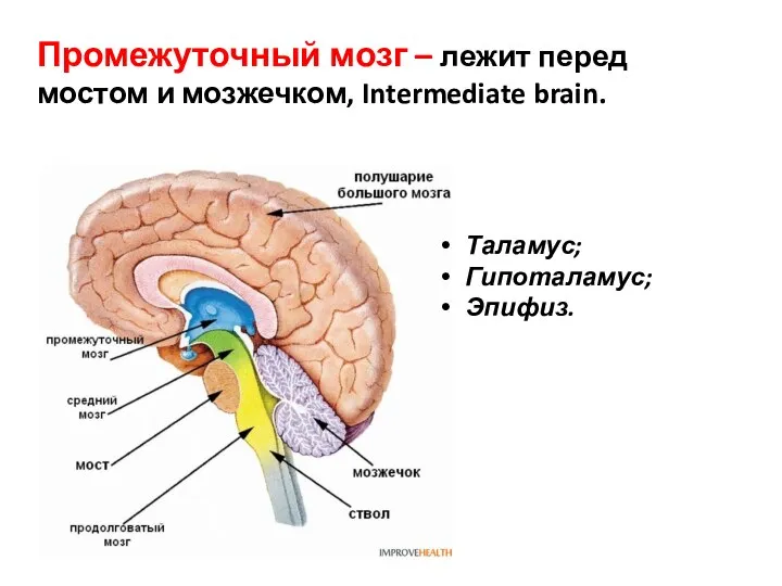 Промежуточный мозг – лежит перед мостом и мозжечком, Intermediate brain. Таламус; Гипоталамус; Эпифиз.