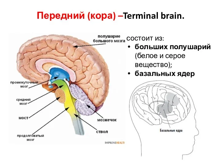 Передний (кора) –Terminal brain. состоит из: больших полушарий (белое и серое вещество); базальных ядер (познание, эмоции).