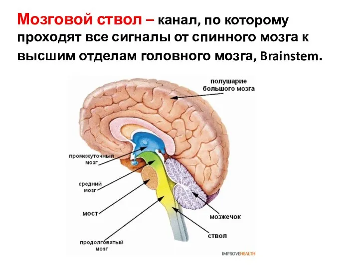 Мозговой ствол – канал, по которому проходят все сигналы от спинного мозга