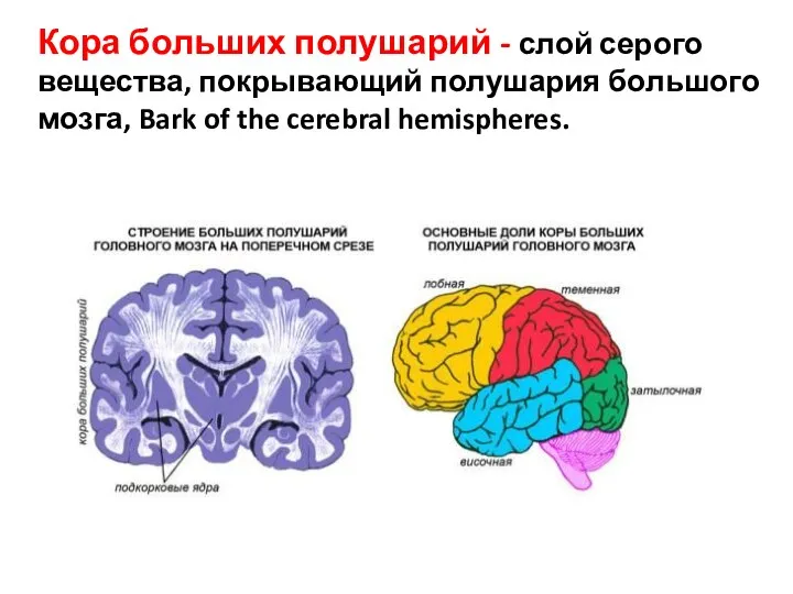 Кора больших полушарий - слой серого вещества, покрывающий полушария большого мозга, Bark of the cerebral hemispheres.