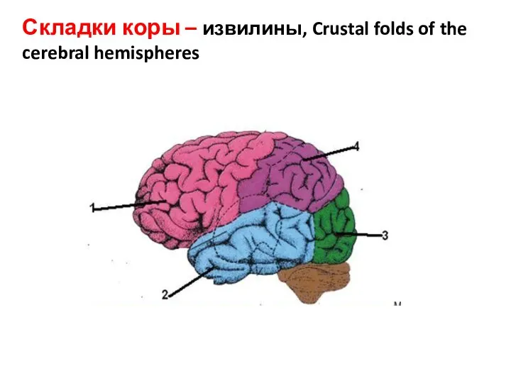 Складки коры – извилины, Crustal folds of the cerebral hemispheres