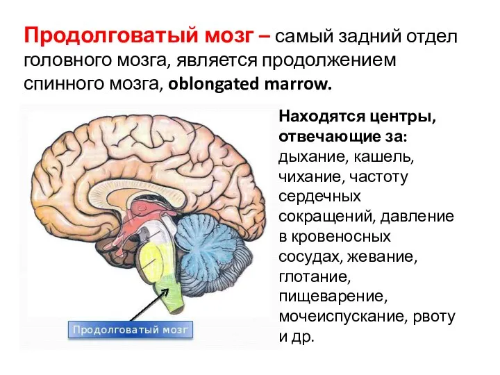 Продолговатый мозг – самый задний отдел головного мозга, является продолжением спинного мозга,
