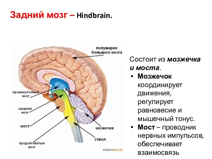 Задний мозг – Hindbrain. Состоит из мозжечка и моста. Мозжечок координирует движения,