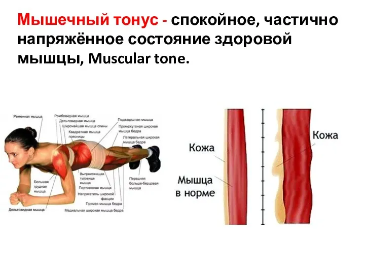 Мышечный тонус - спокойное, частично напряжённое состояние здоровой мышцы, Muscular tone.