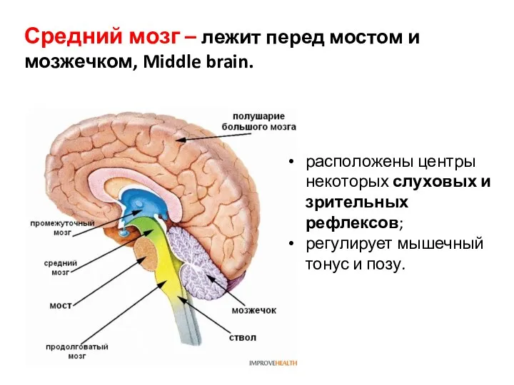 Средний мозг – лежит перед мостом и мозжечком, Middle brain. расположены центры