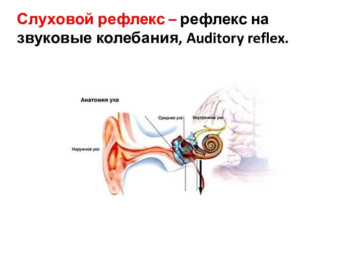 Слуховой рефлекс – рефлекс на звуковые колебания, Auditory reflex.